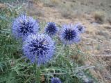 Echinops nuratavicus