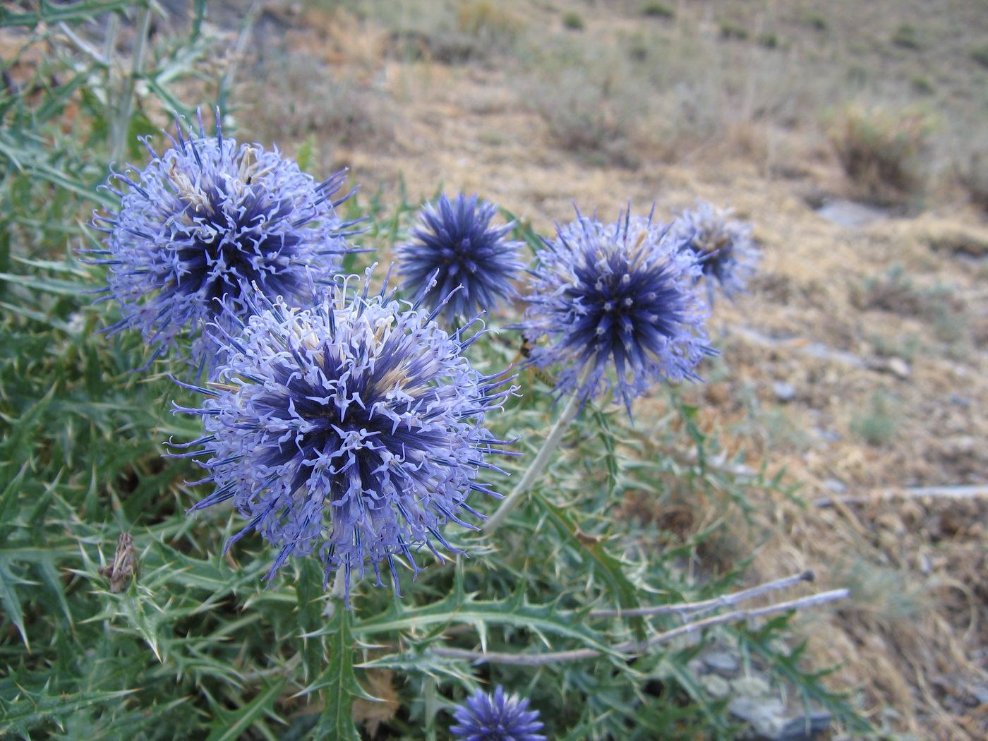 Изображение особи Echinops nuratavicus.