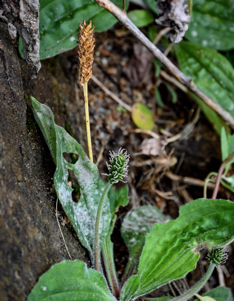 Image of Plantago camtschatica specimen.