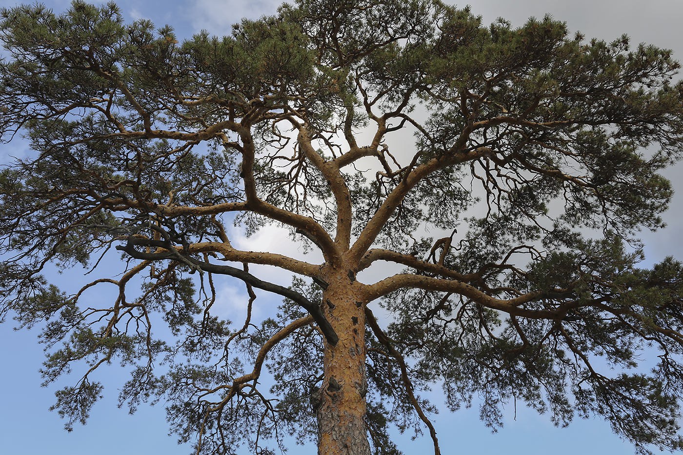 Изображение особи Pinus sylvestris.