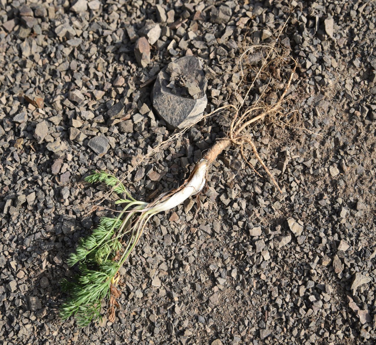 Image of Pyrethrum leptophyllum specimen.