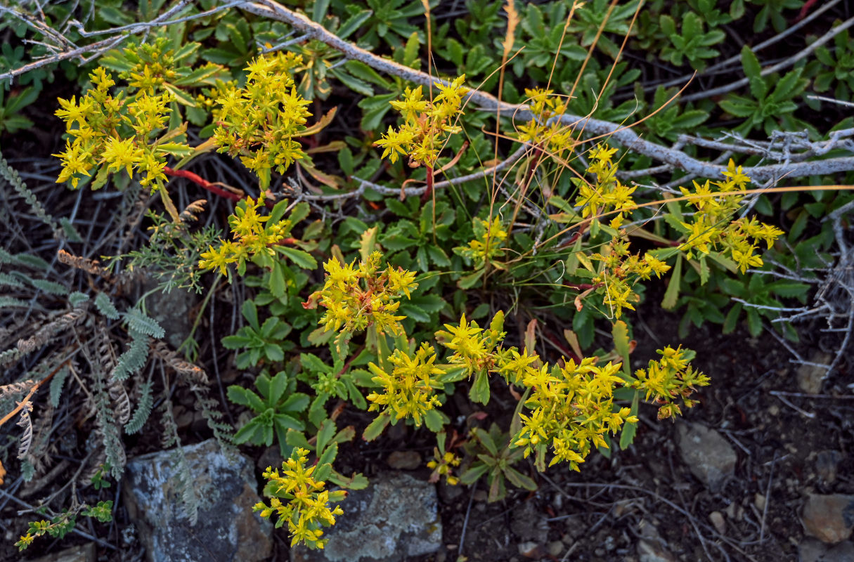 Изображение особи Aizopsis hybrida.