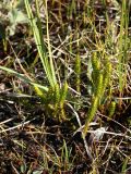 Selaginella selaginoides