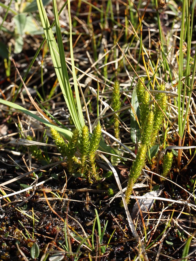 Изображение особи Selaginella selaginoides.