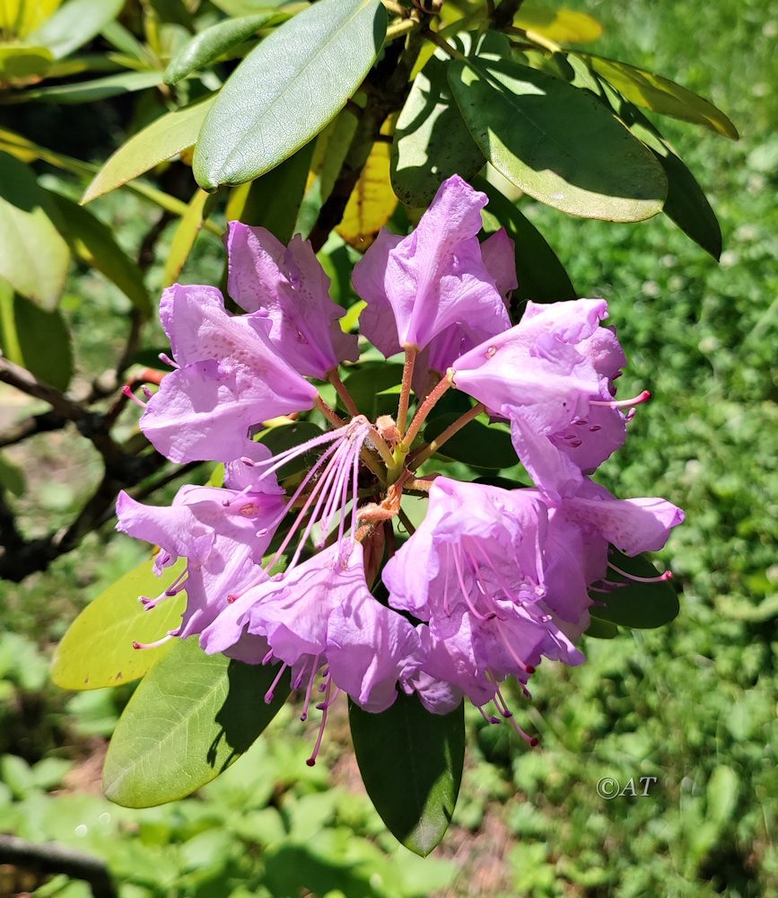 Изображение особи род Rhododendron.