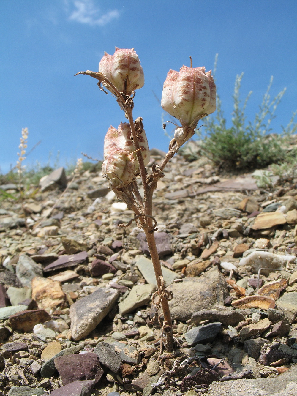 Изображение особи Rhinopetalum karelinii.