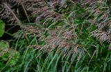 семейство Poaceae