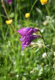 Gladiolus tenuis