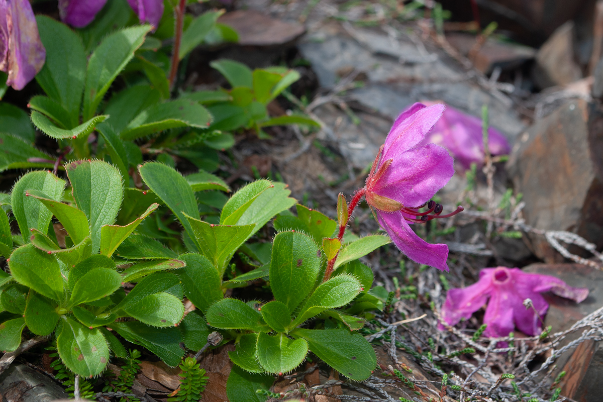 Image of Rhododendron camtschaticum specimen.