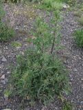 Lactuca serriola