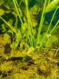 Nuphar lutea