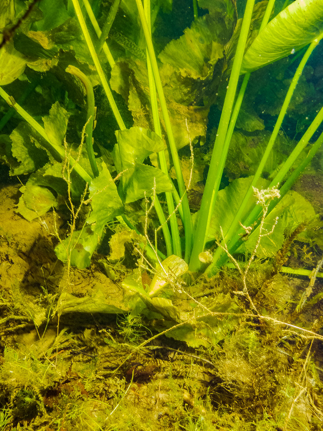 Image of Nuphar lutea specimen.
