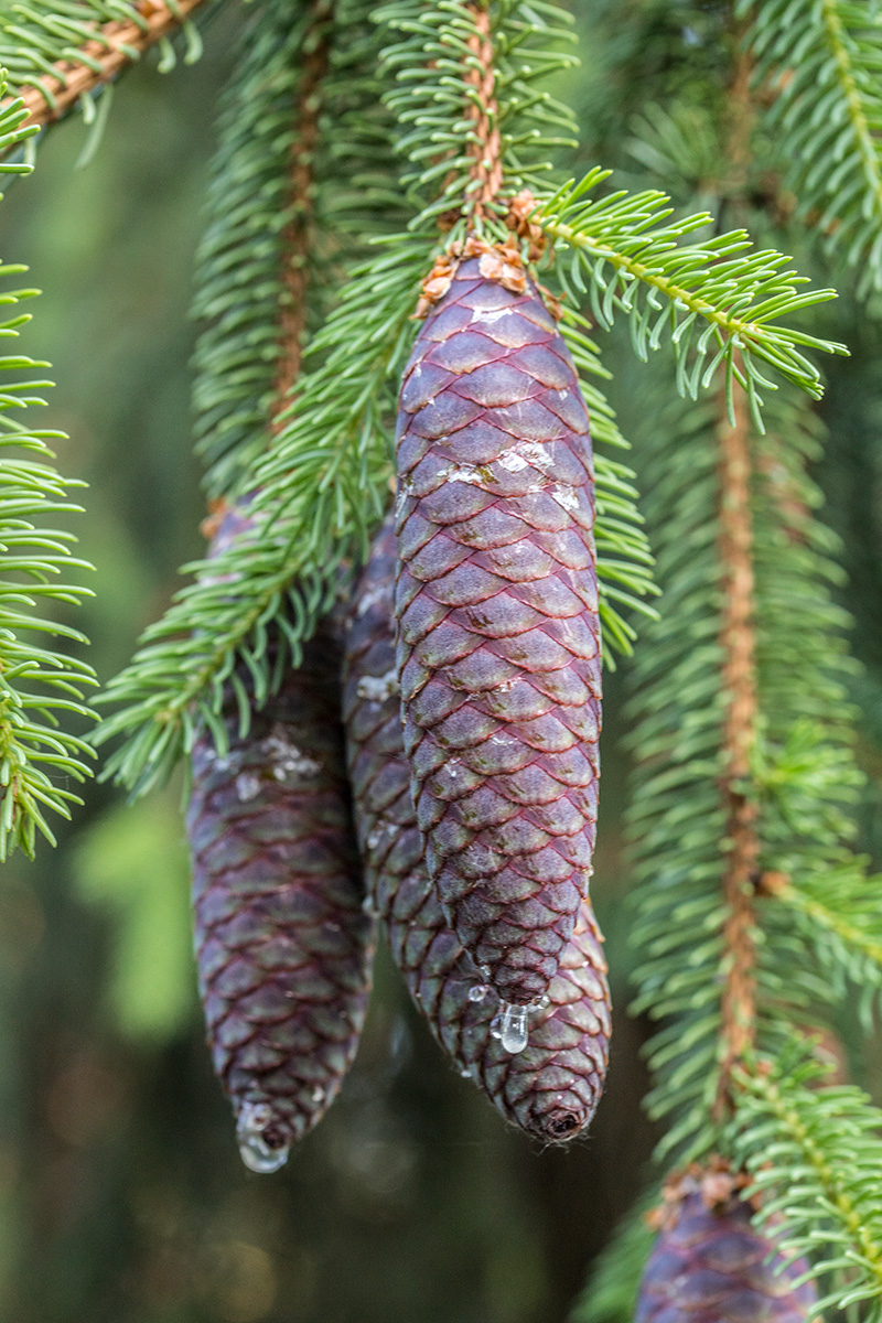 Изображение особи род Picea.