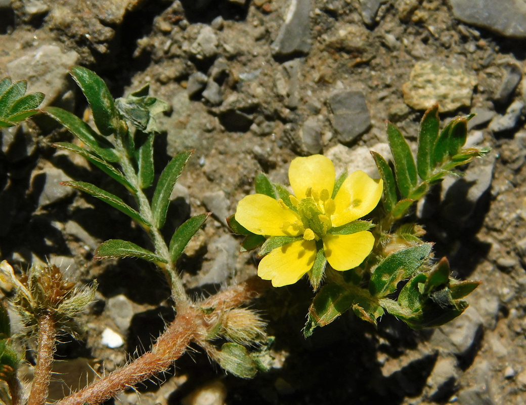 Image of Tribulus terrestris specimen.