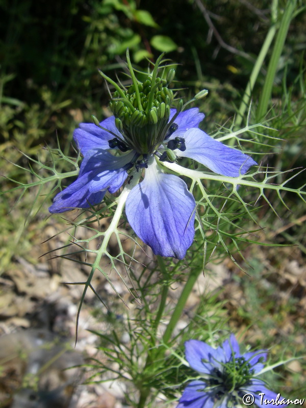 Image of Nigella damascena specimen.