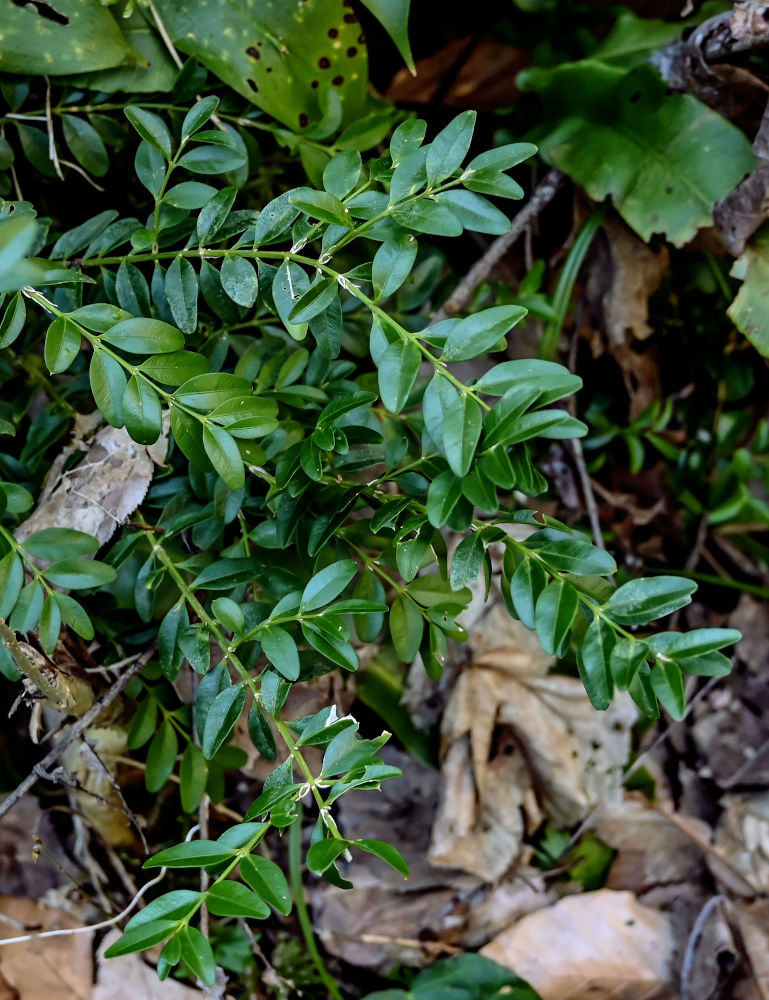 Image of Buxus colchica specimen.