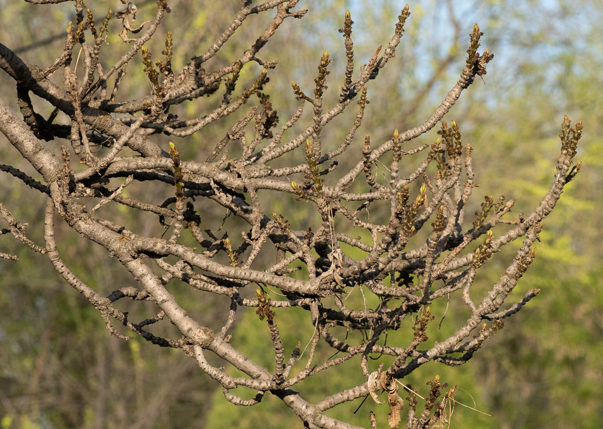 Image of Fraxinus sogdiana specimen.