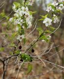 Cerasus glandulosa