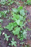 Cucumis sativus