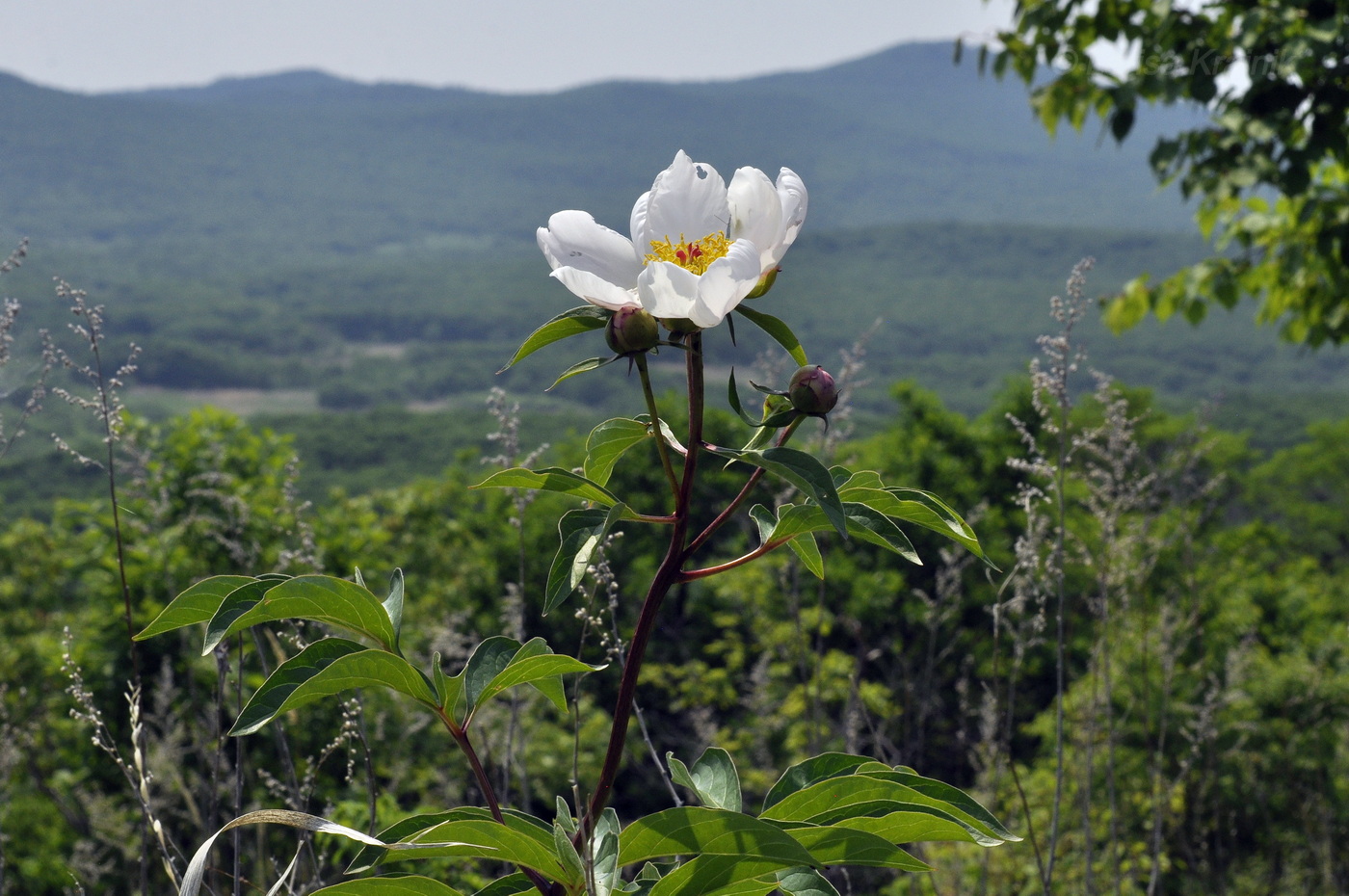 Image of Paeonia lactiflora specimen.