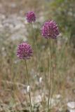 Allium jajlae