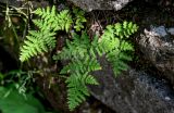 Dryopteris chinensis. Спороносящее растение. Китай, пров. Аньхой, национальный парк \"Хуаншань\", смешанный лес, на скале. 30.05.2025.