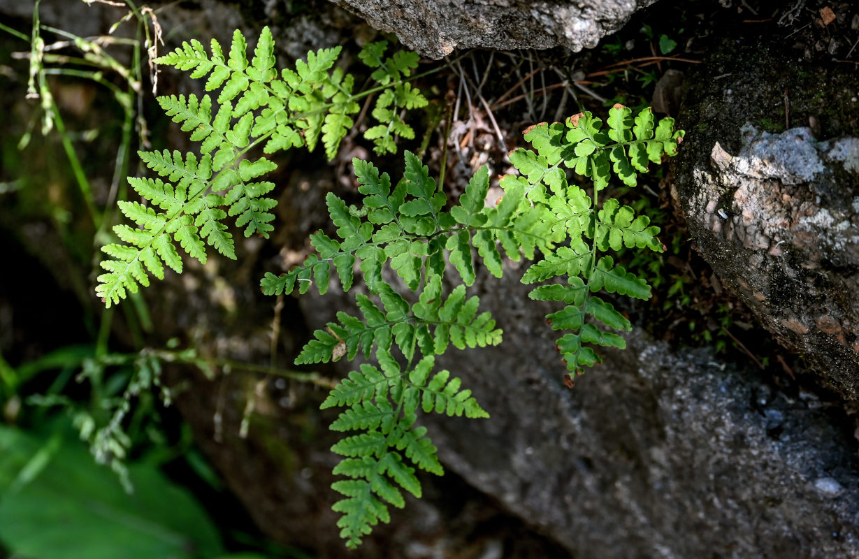 Image of Dryopteris chinensis specimen.