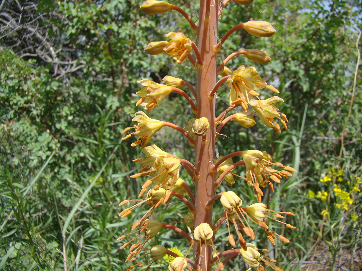 Image of Eremurus zenaidae specimen.