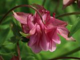 Aquilegia vulgaris