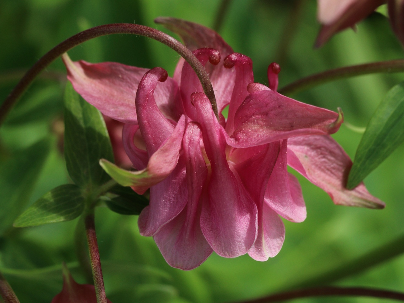Изображение особи Aquilegia vulgaris.