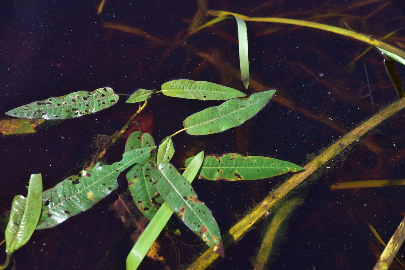 Image of Persicaria amphibia specimen.