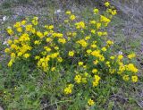 Coronilla подвид glauca