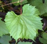 Vitis acerifolia. Лист. Узбекистан, г. Ташкент, Ботанический сад им. Ф.Н. Русанова, в культуре. 04.08.2025.