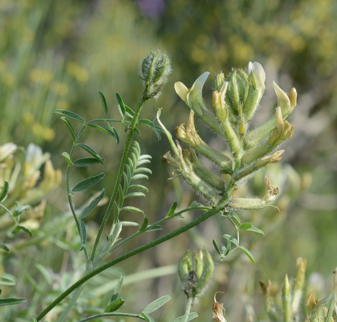 Image of genus Astragalus specimen.