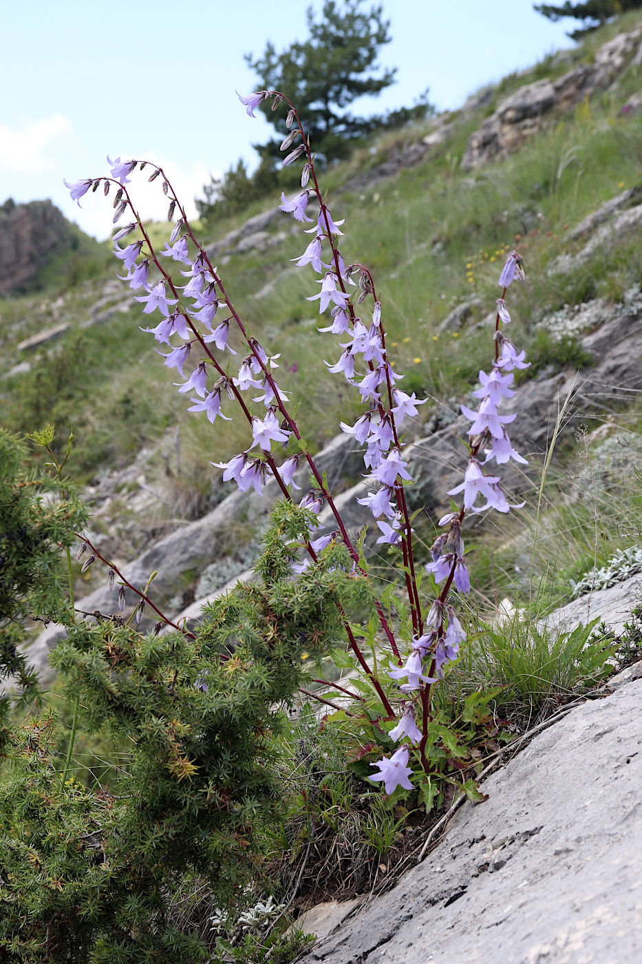 Изображение особи Campanula sarmatica.
