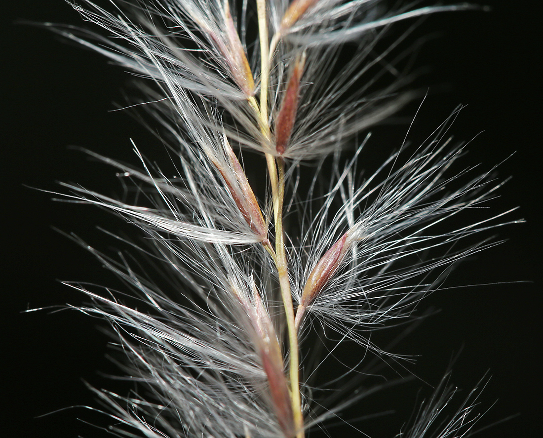Изображение особи Miscanthus sacchariflorus.