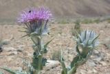 Cousinia speciosa. Распустившееся соцветие-корзинка с жуком и развивающееся соцветие. Таджикистан, Горно-Бадахшанская автономная обл., Мургабский р-н, дол. оз. Булункуль, выс. ≈ 3737 м н.у.м., каменистая пустыня в межгорной долине. 12 июля 2025 г.
