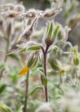 Onosma frutescens. Верхушка побега с бутоном и завязями. Турция, пров. Мугла, р-н Фетхие, пос. Каякёй, выход скальных пород возле разрушенного здания. 07.05.2025.