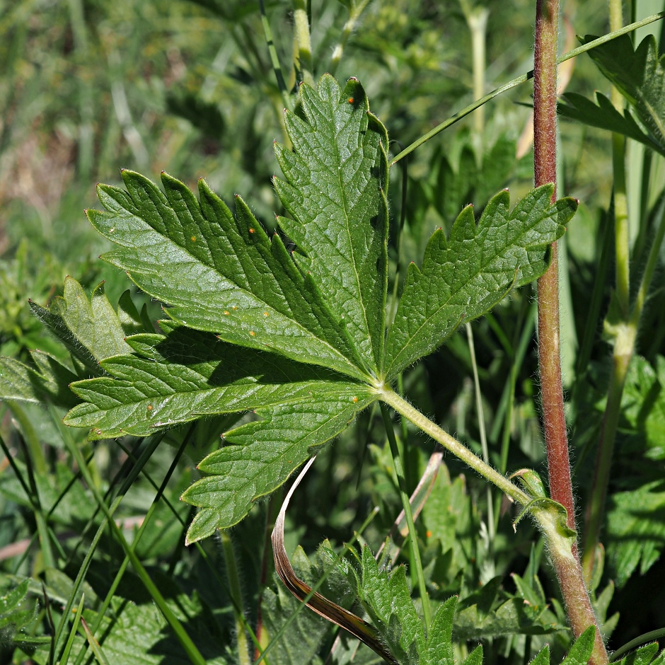 Изображение особи Potentilla recta.