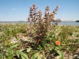 Teucrium scordioides. Цветущее растение в сообществе с Anagallis arvensis. Казахстан, Жамбылская обл; Закаратауская равнина, депрессия между горами Улькунбурултау и Малым Каратау, прибережная зона оз. Нурлы. 13 июля 2025 г.
