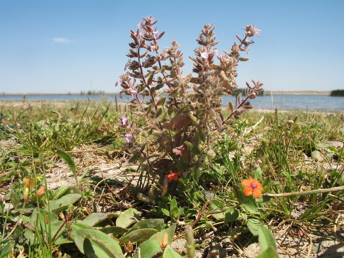 Image of Teucrium scordioides specimen.
