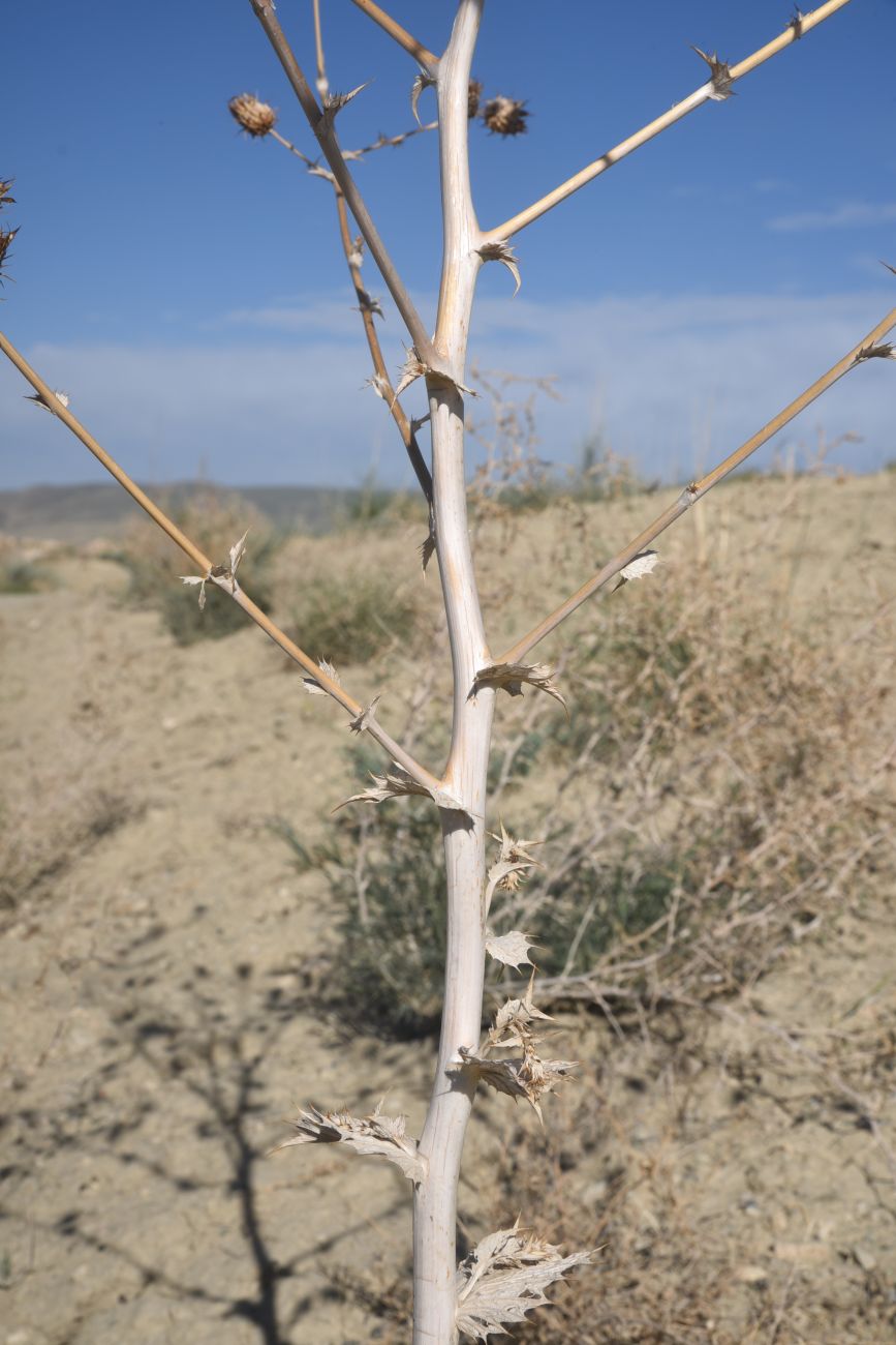 Image of genus Cousinia specimen.