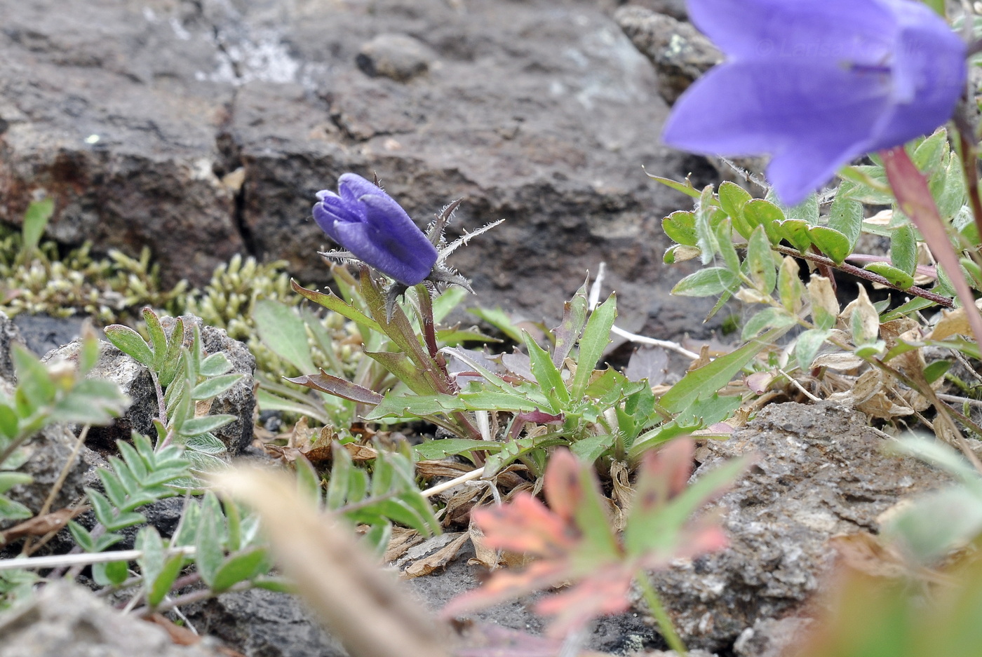 Изображение особи Campanula lasiocarpa.