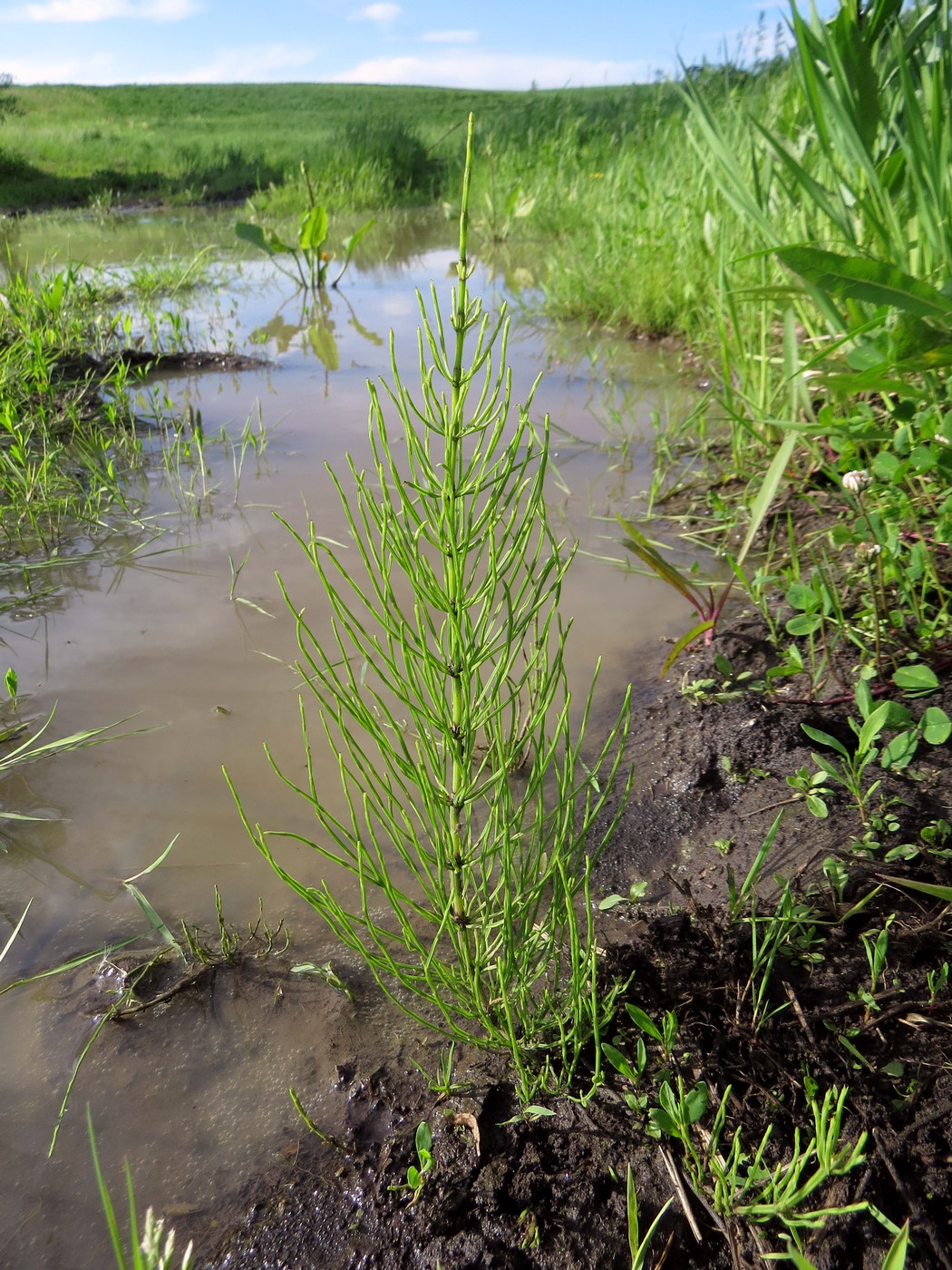 Image of Equisetum arvense specimen.