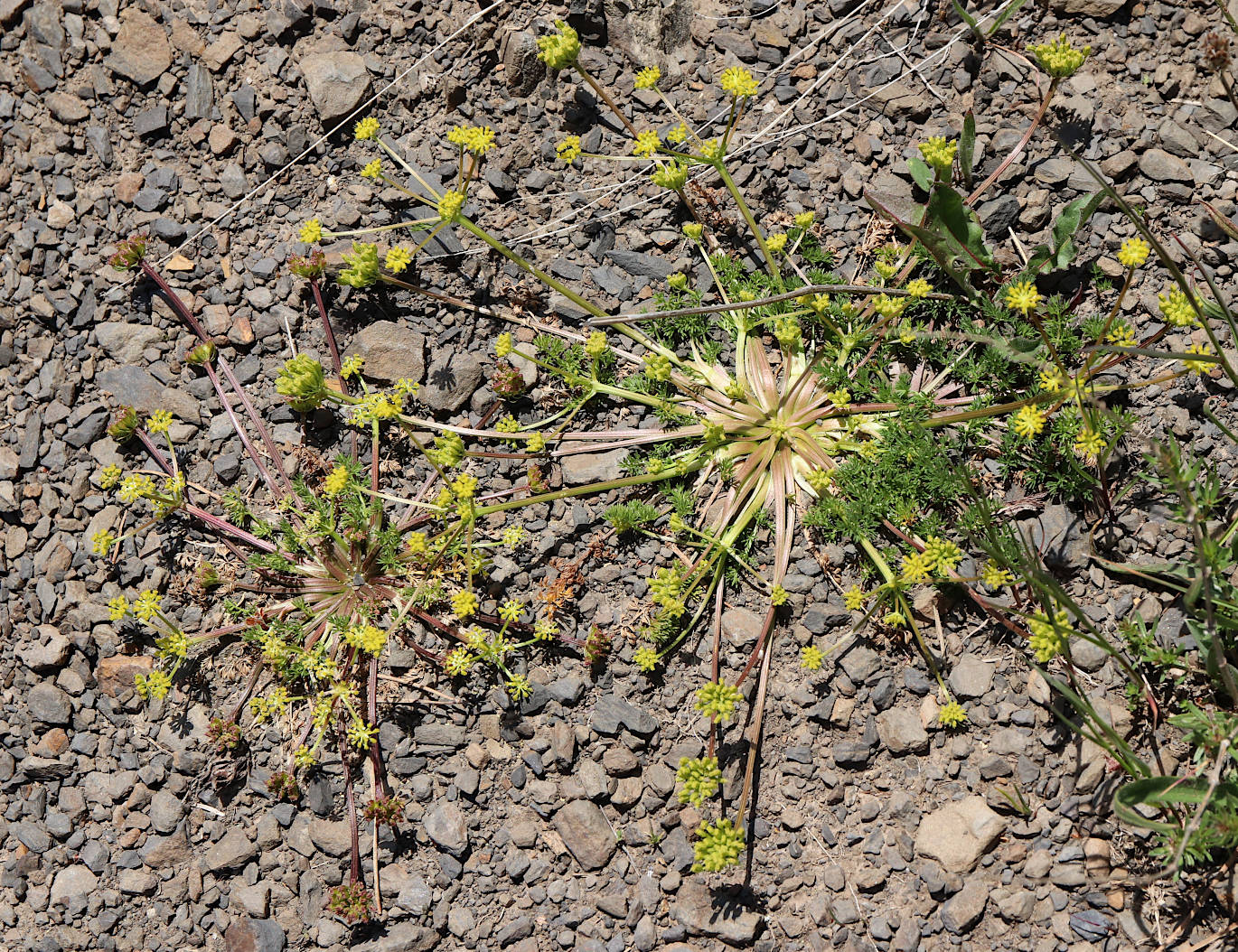 Изображение особи Chamaesciadium acaule.