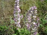 Salvia sclarea