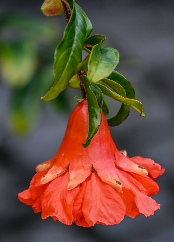 Image of Punica granatum specimen.
