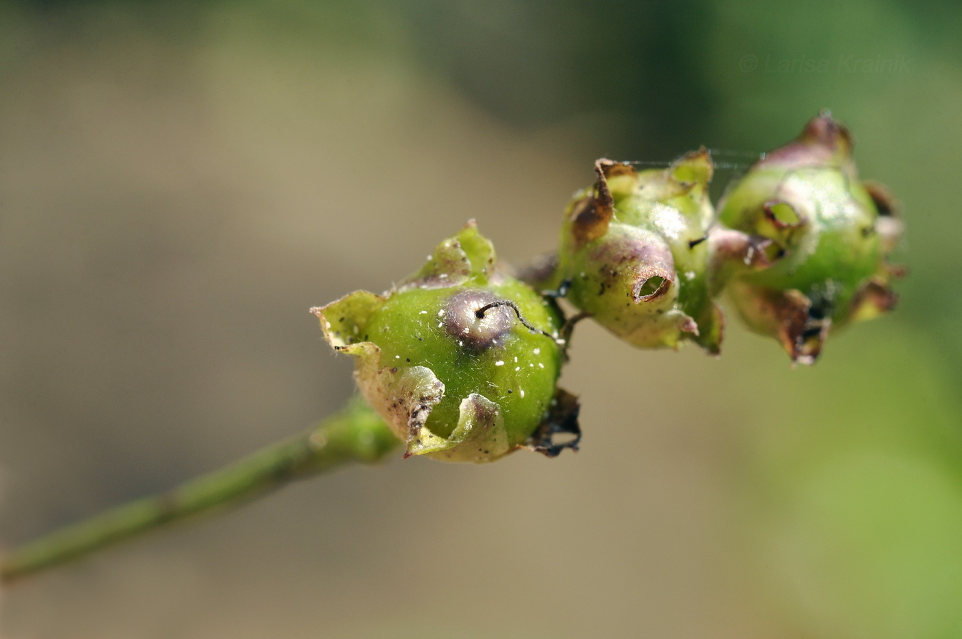 Изображение особи Ipomoea obscura.