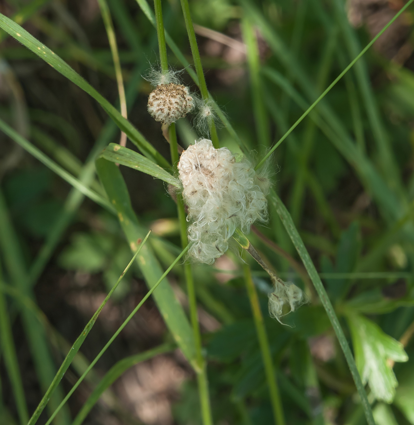 Image of Anemone sylvestris specimen.