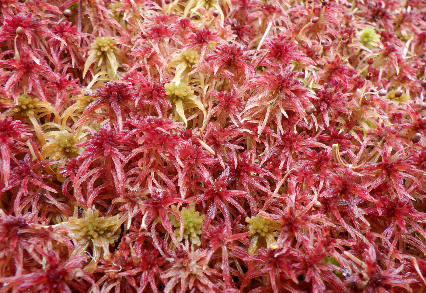 Image of genus Sphagnum specimen.